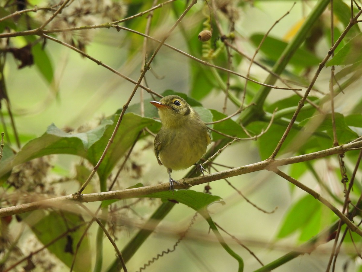 Oustalet's Tyrannulet - ML624926147