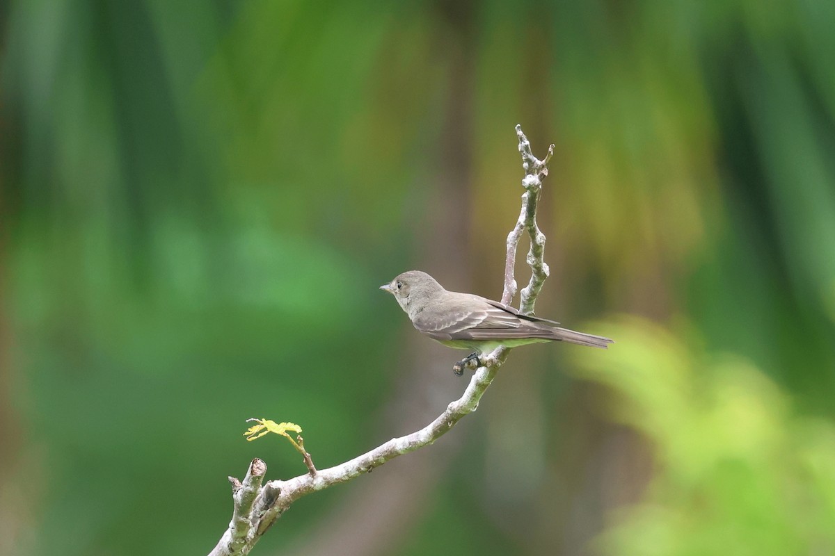 Western Wood-Pewee - ML624926165