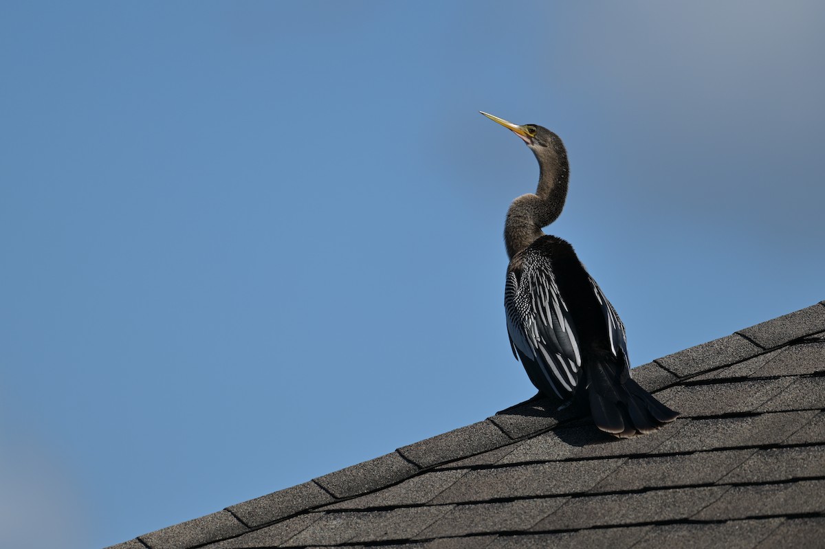 Anhinga - ML624926376