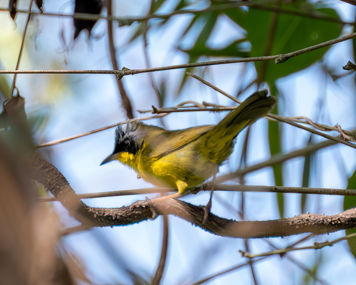 Southern Yellowthroat - ML624927004