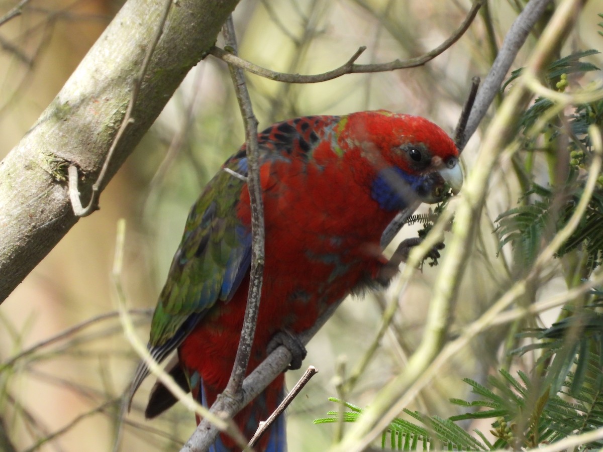 Crimson Rosella - ML624927130