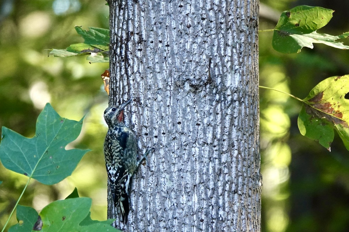 Yellow-bellied Sapsucker - ML624927150