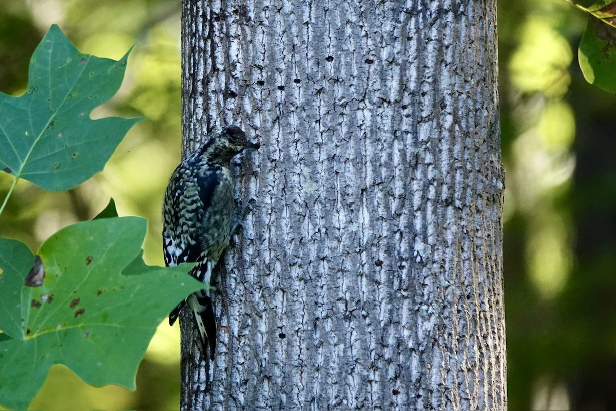 Yellow-bellied Sapsucker - ML624927151