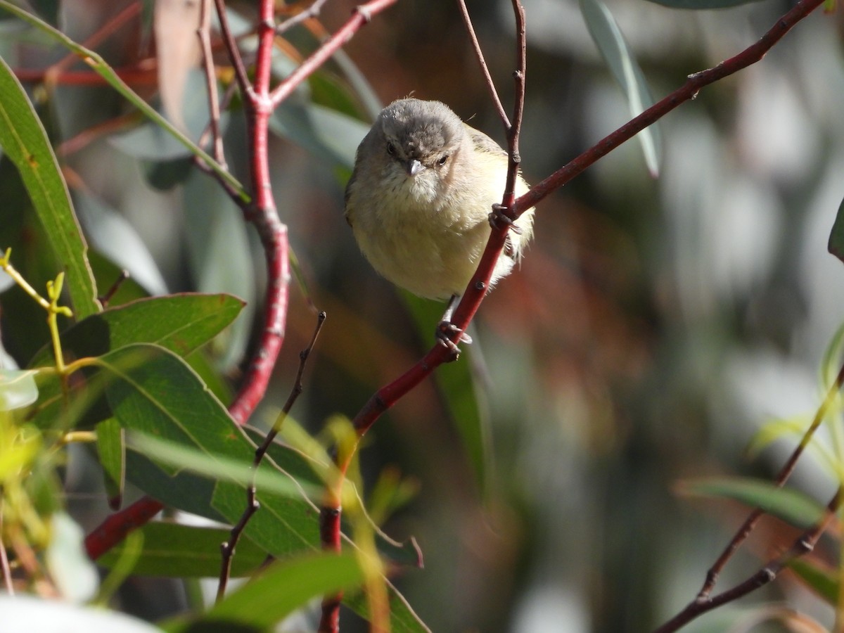 Weebill - ML624927195