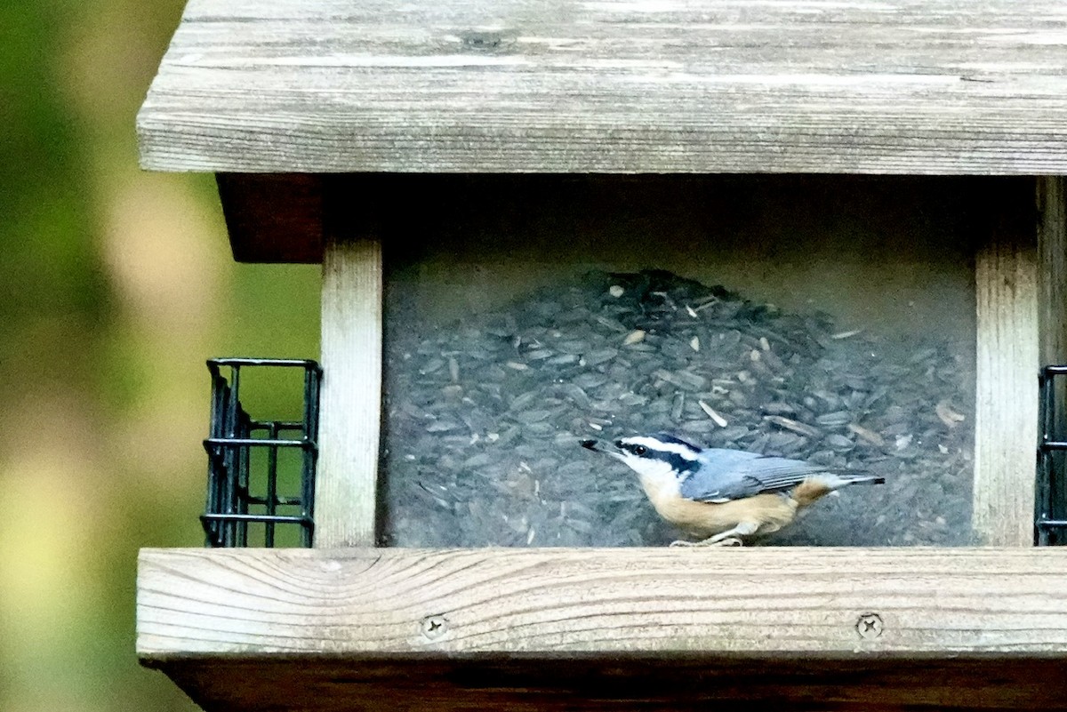 Red-breasted Nuthatch - ML624927206