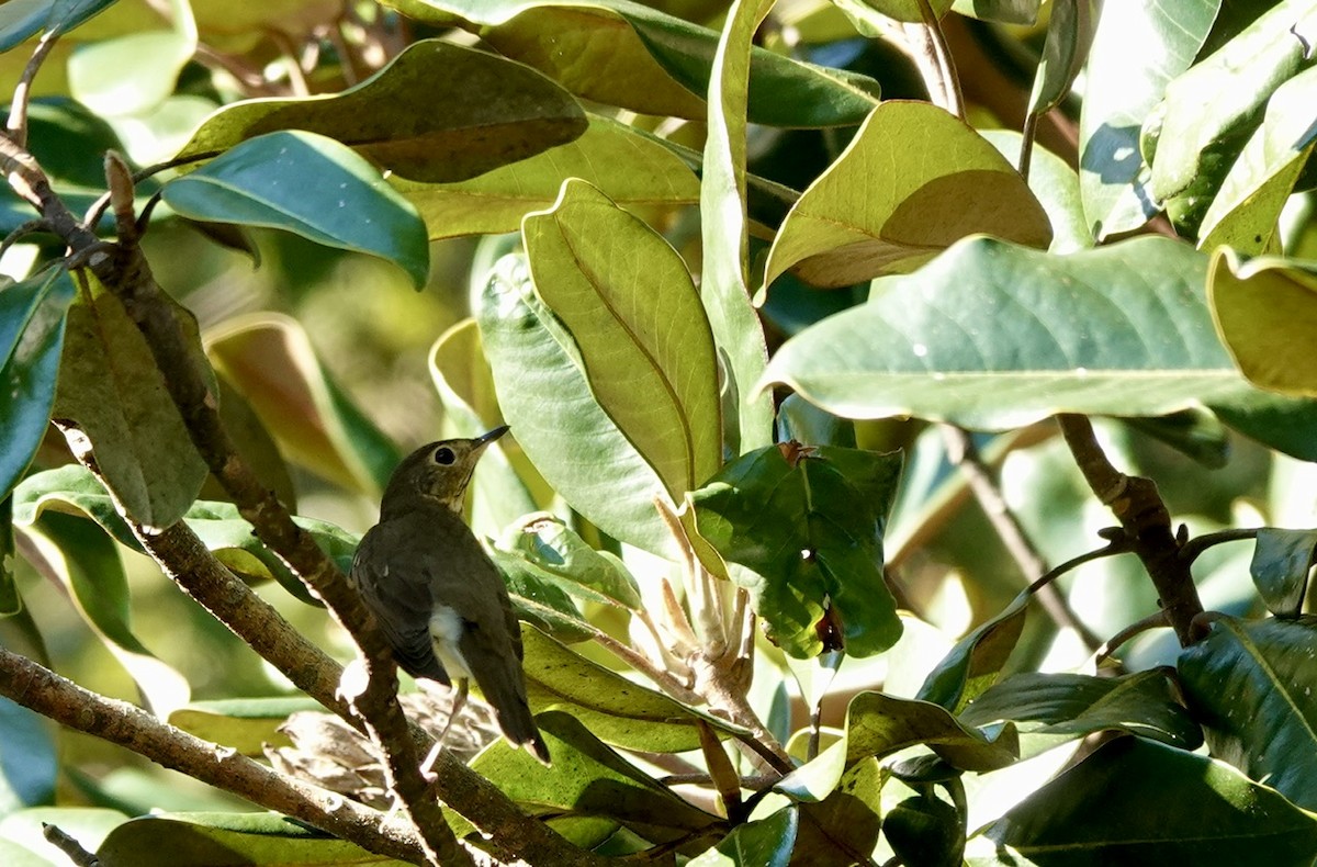 Swainson's Thrush - ML624927232