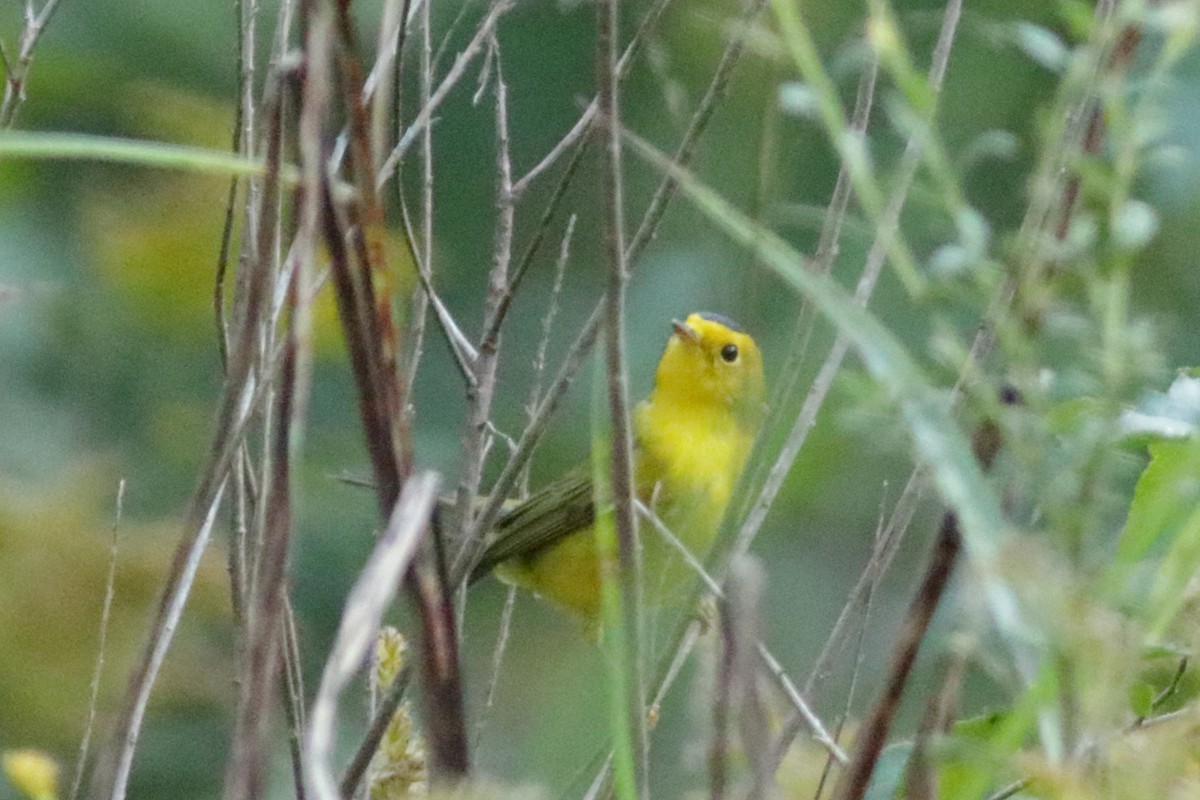 Wilson's Warbler - ML624927244