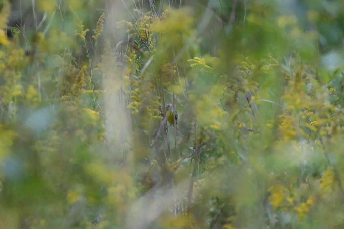 Magnolia Warbler - ML624927253