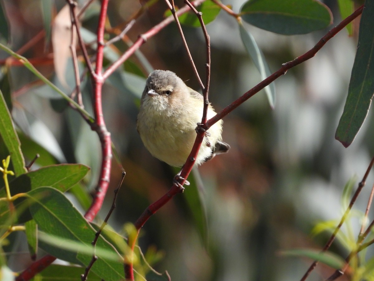 Weebill - ML624927264