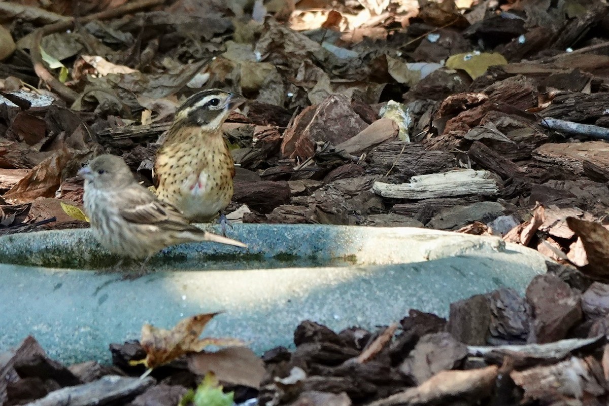 Rose-breasted Grosbeak - ML624927293
