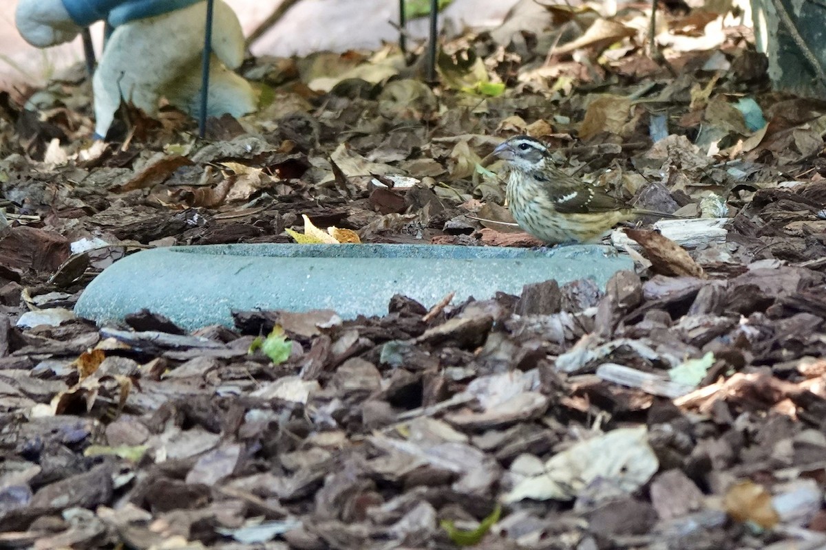Rose-breasted Grosbeak - ML624927294