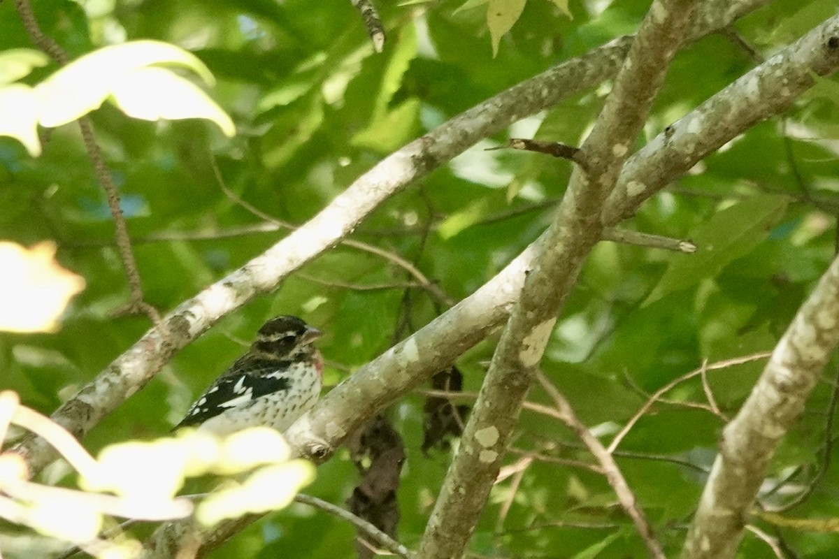 Rose-breasted Grosbeak - ML624927295