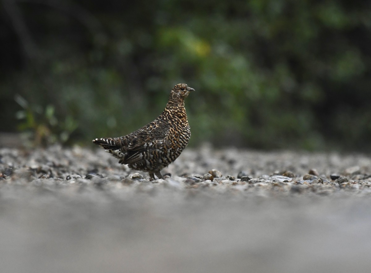 Spruce Grouse - ML624927317