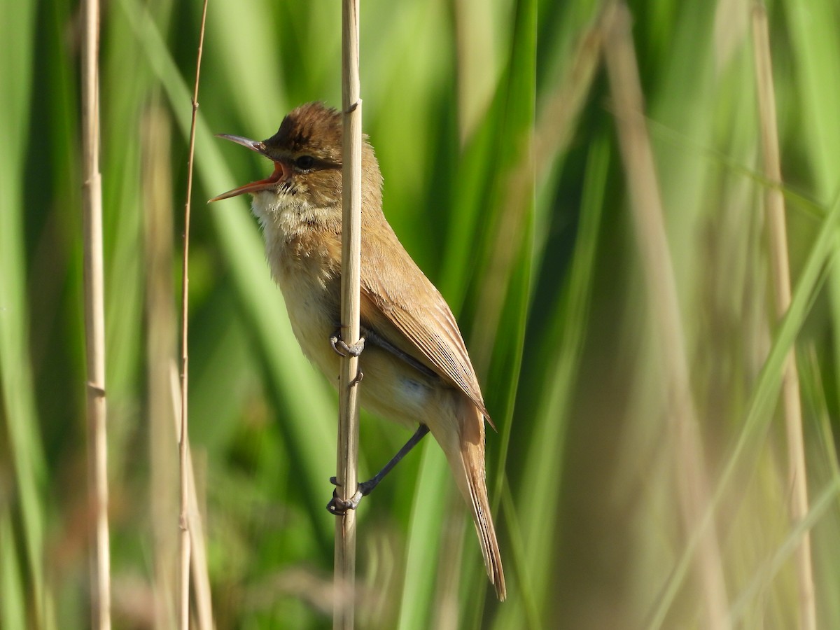 Australian Reed Warbler - ML624927363