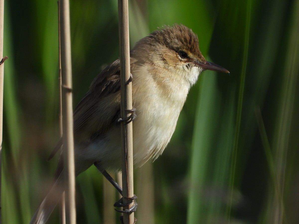 Australian Reed Warbler - ML624927439