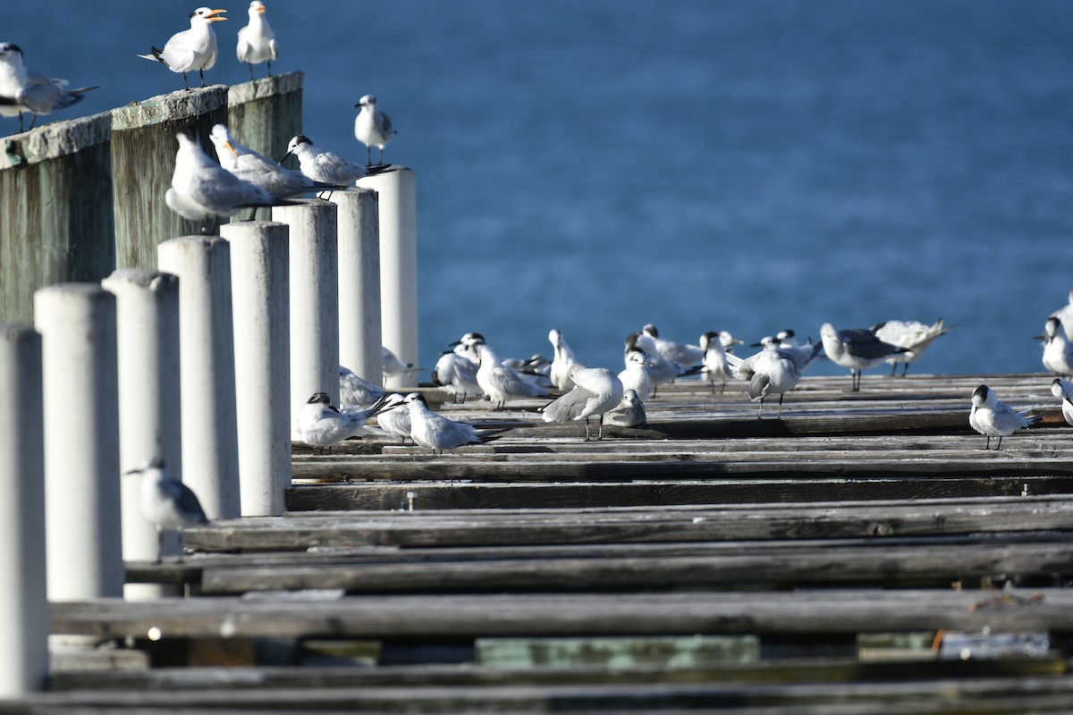 Sandwich Tern - ML624927550