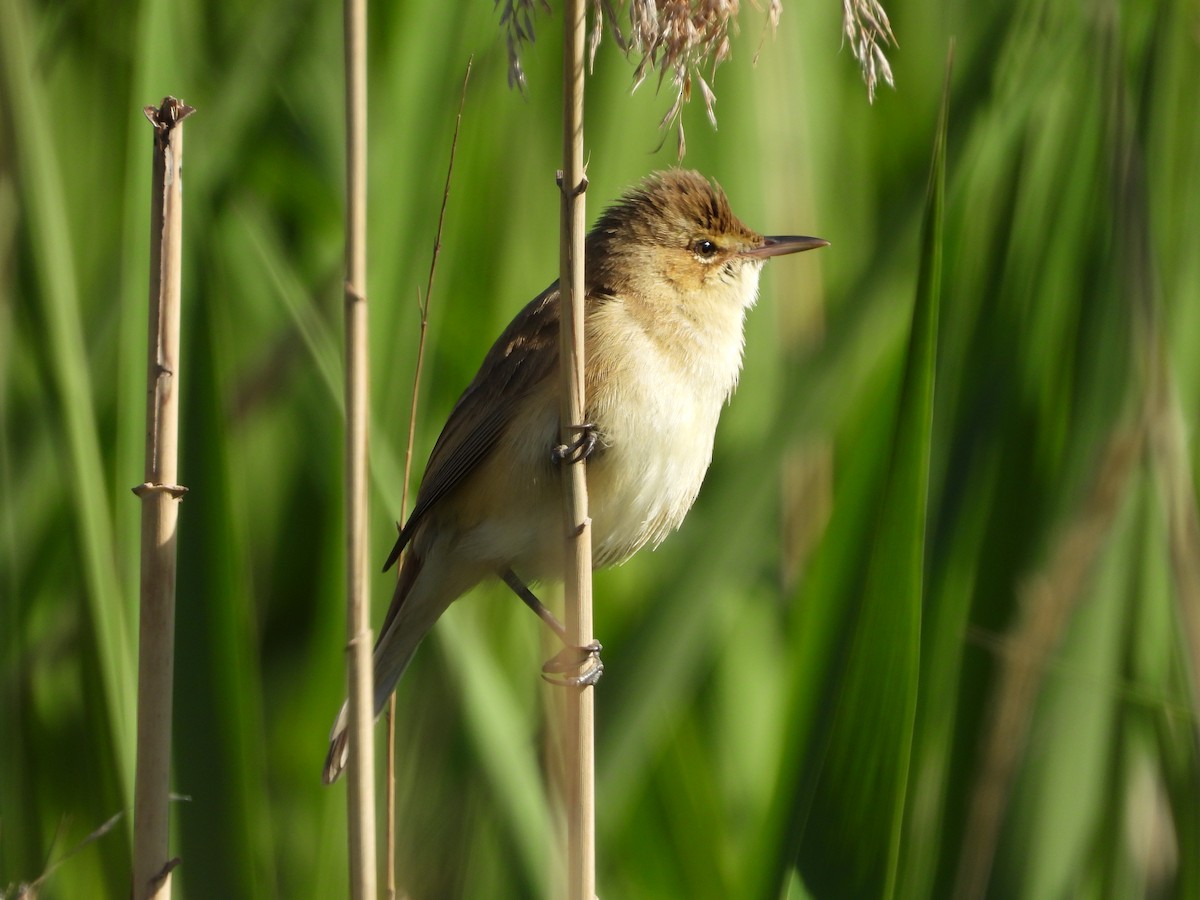 Australian Reed Warbler - ML624927586