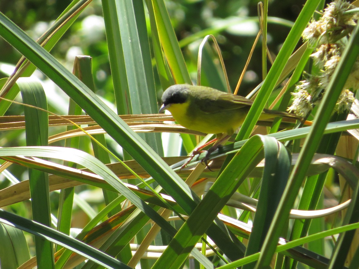 Southern Yellowthroat - ML624927593