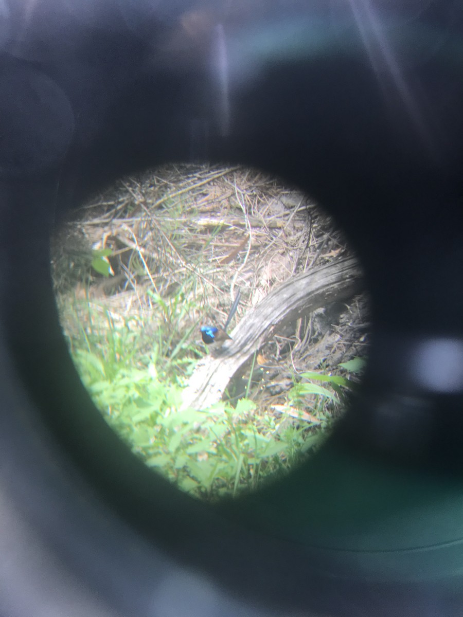 Variegated Fairywren - ML624927647
