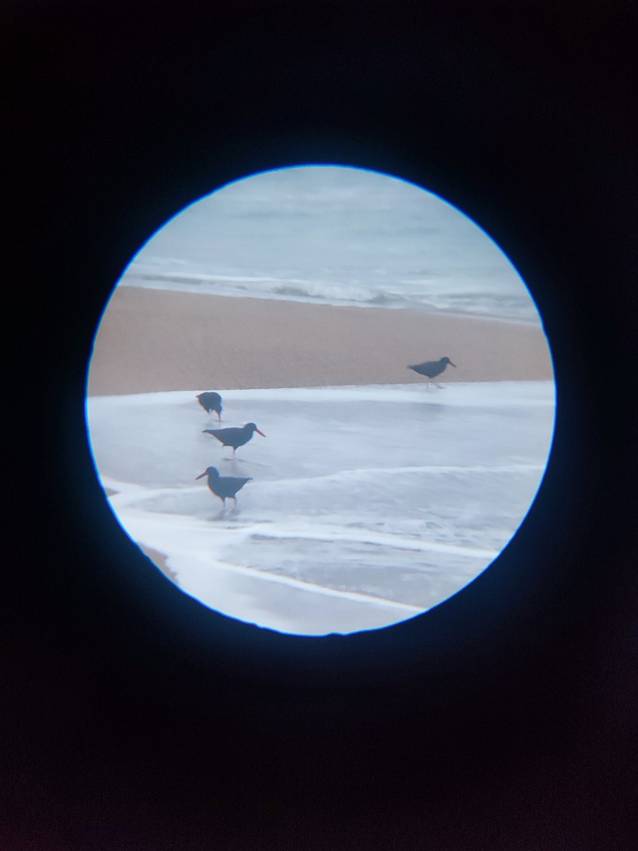 Blackish Oystercatcher - ML624927708