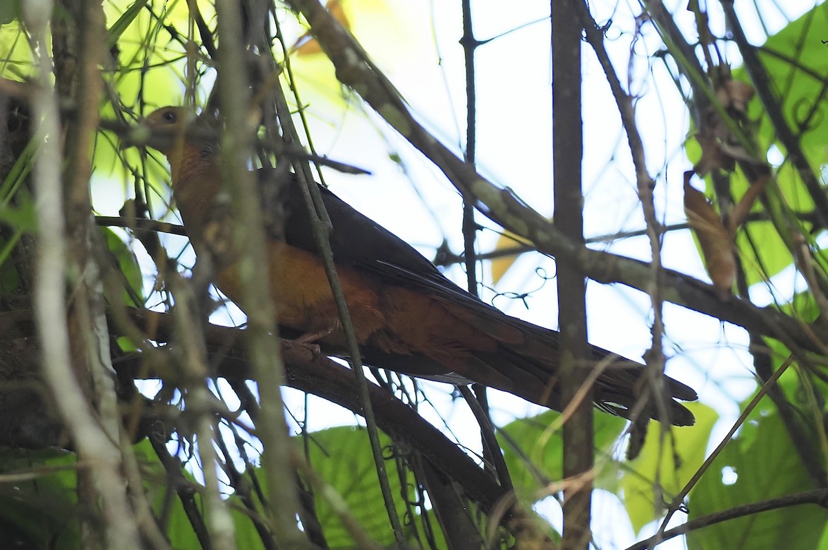 Sultan's Cuckoo-Dove - ML624927718