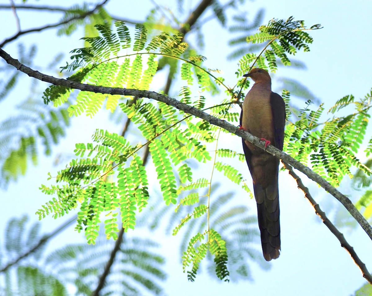 Sultan's Cuckoo-Dove - ML624927732