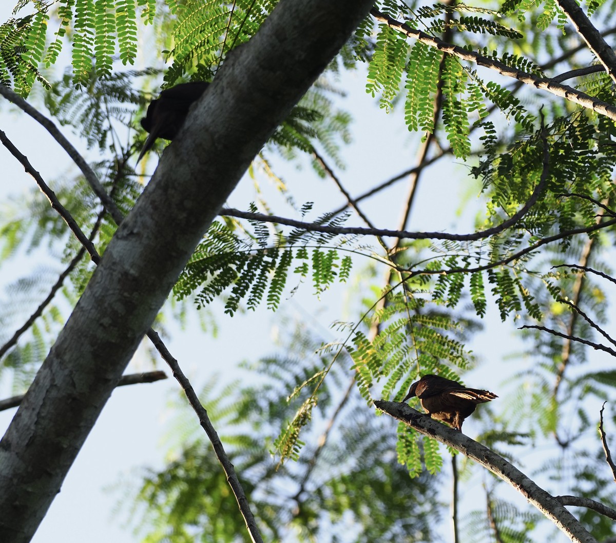 Sultan's Cuckoo-Dove - ML624927734