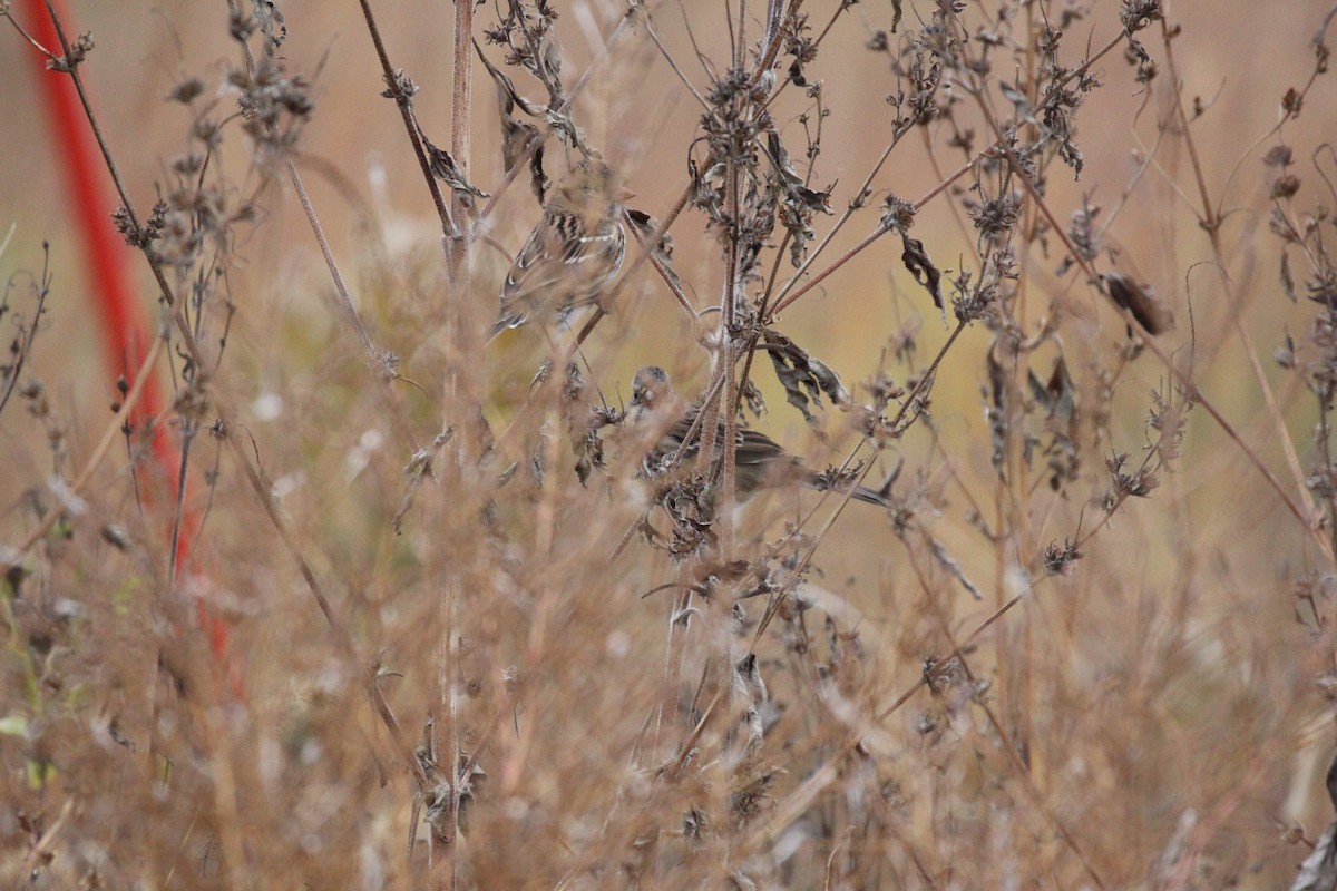 Harris's Sparrow - ML624927769