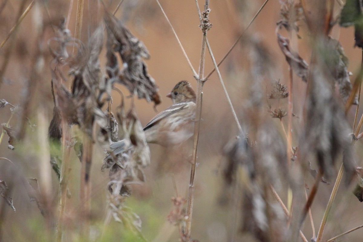 Harris's Sparrow - ML624927786
