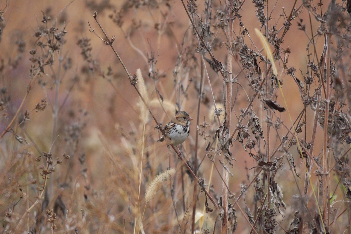 Harris's Sparrow - Jacob Varsos