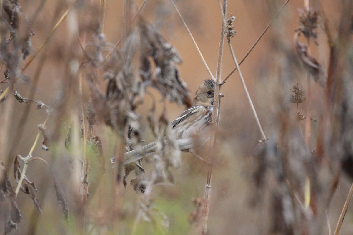 Harris's Sparrow - ML624927788