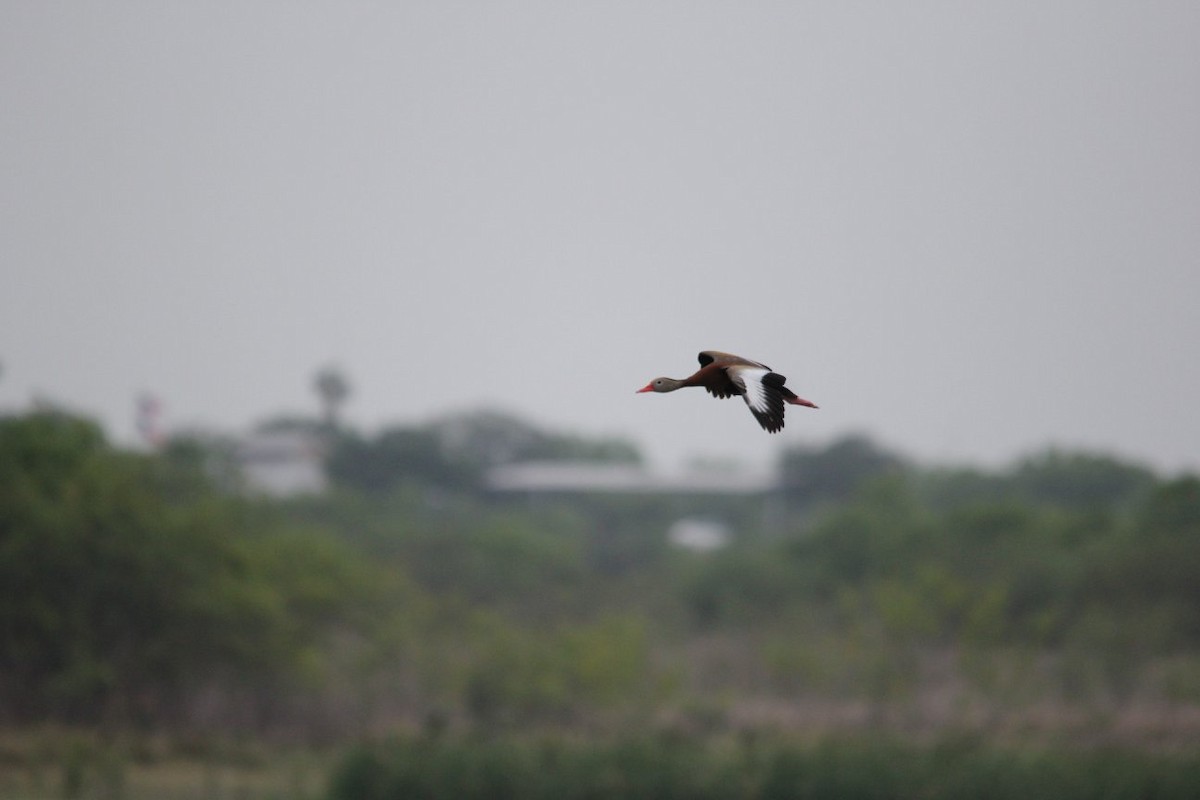 Black-bellied Whistling-Duck - Christopher McVoy