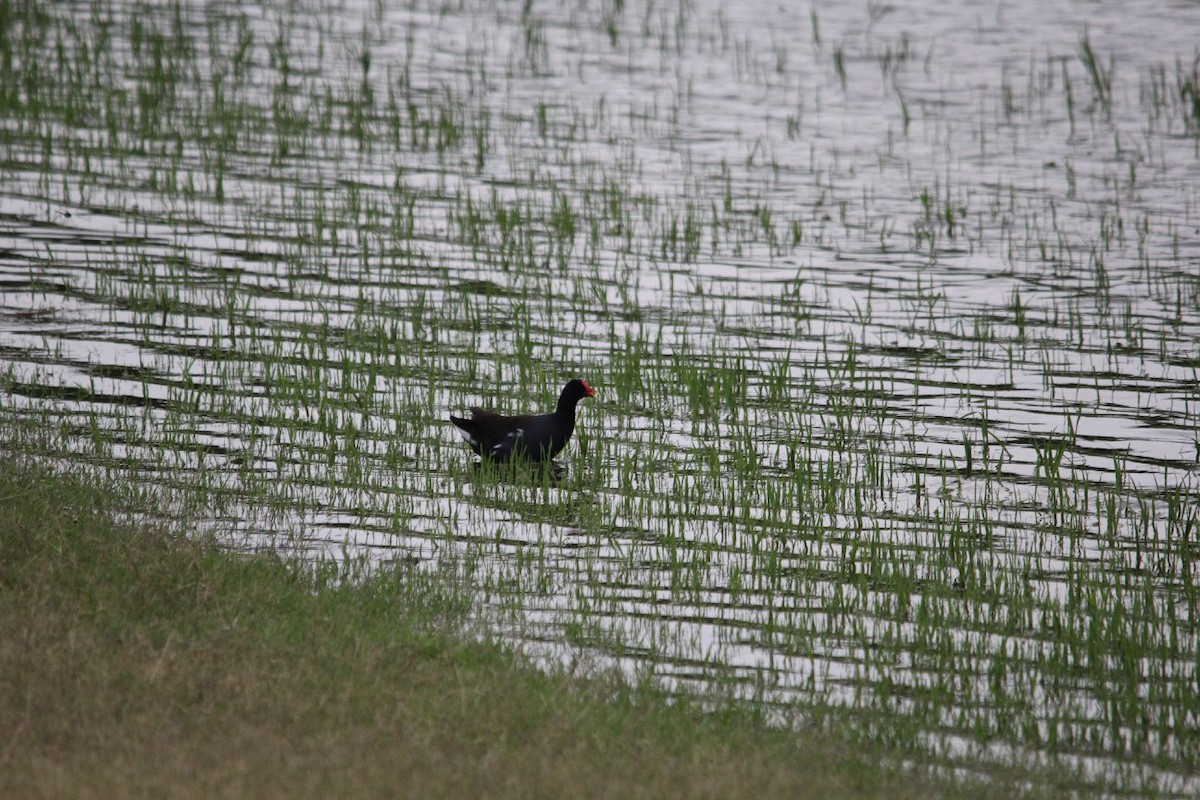 Common Gallinule - ML624928044