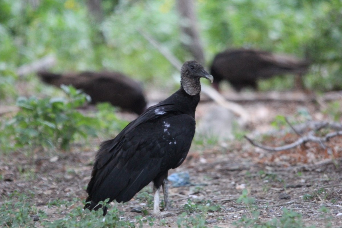 Black Vulture - ML624928062