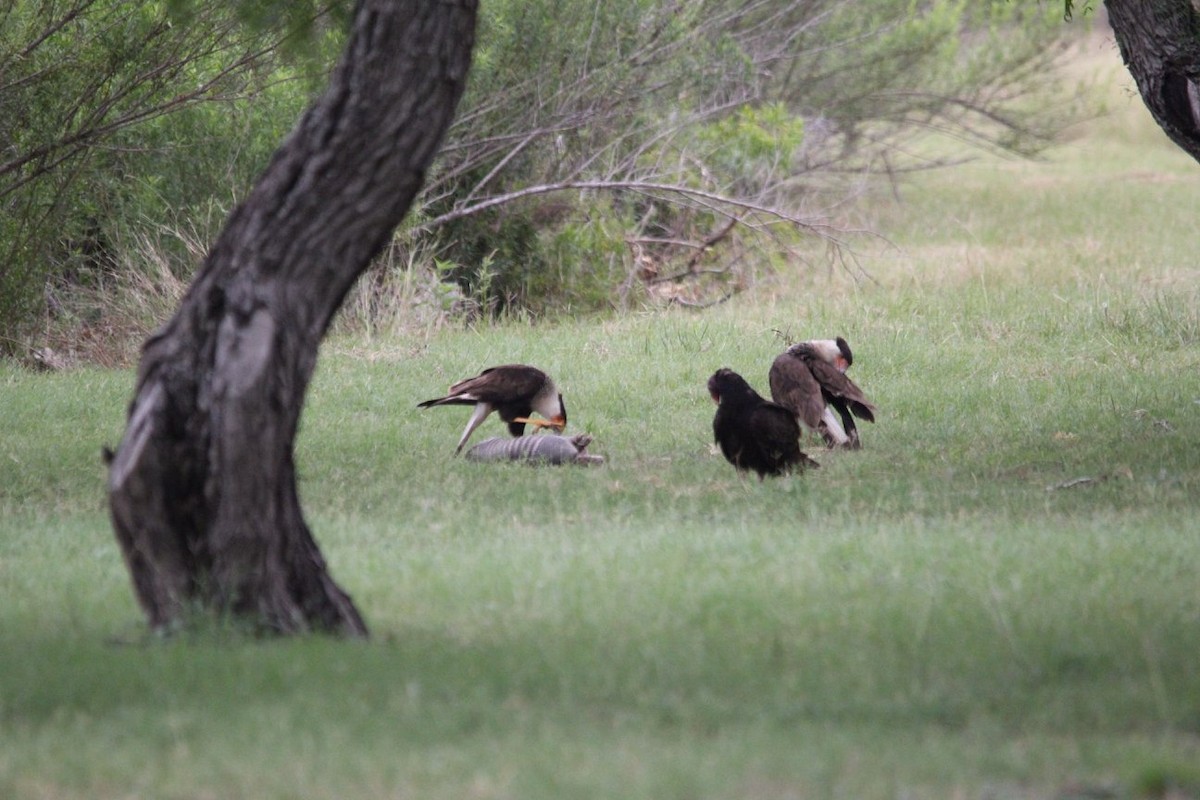 Crested Caracara (Northern) - ML624928080