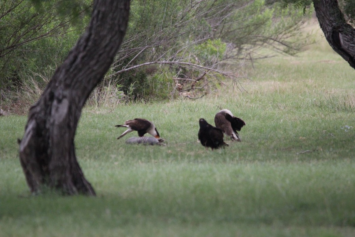 Crested Caracara (Northern) - ML624928081