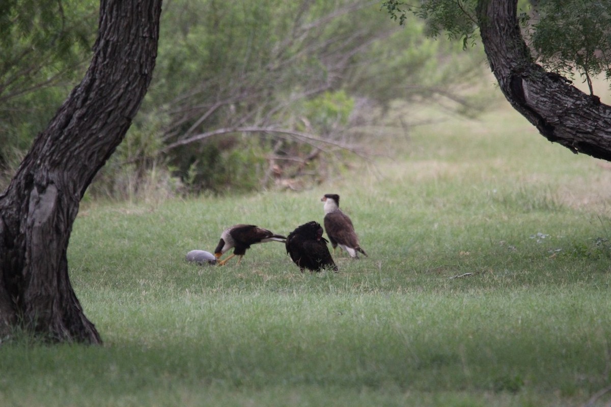 Crested Caracara (Northern) - ML624928082