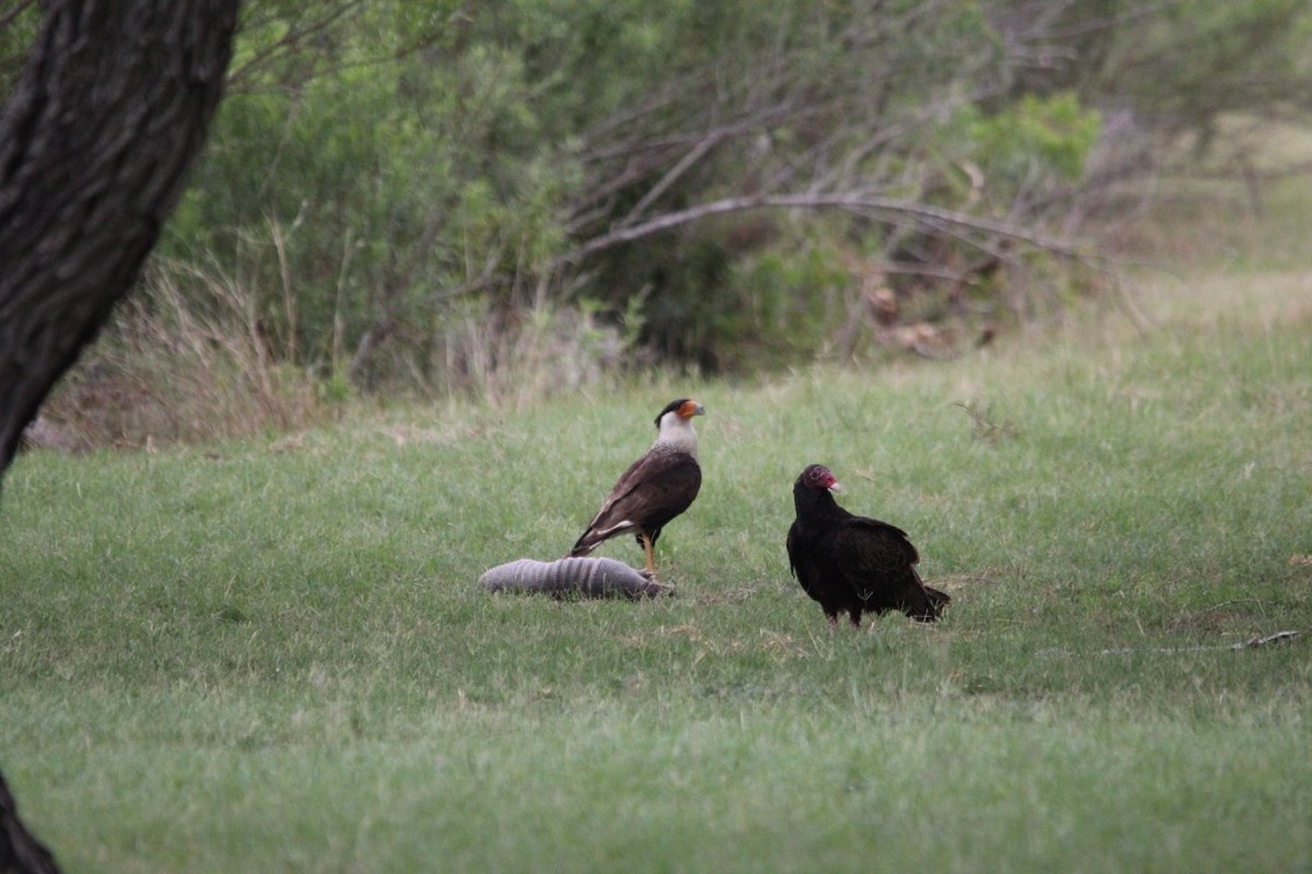 Crested Caracara (Northern) - ML624928083