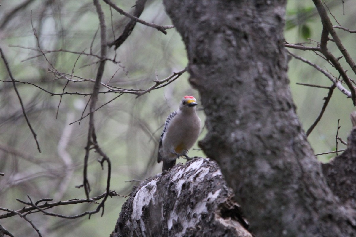 Golden-fronted Woodpecker - ML624928092