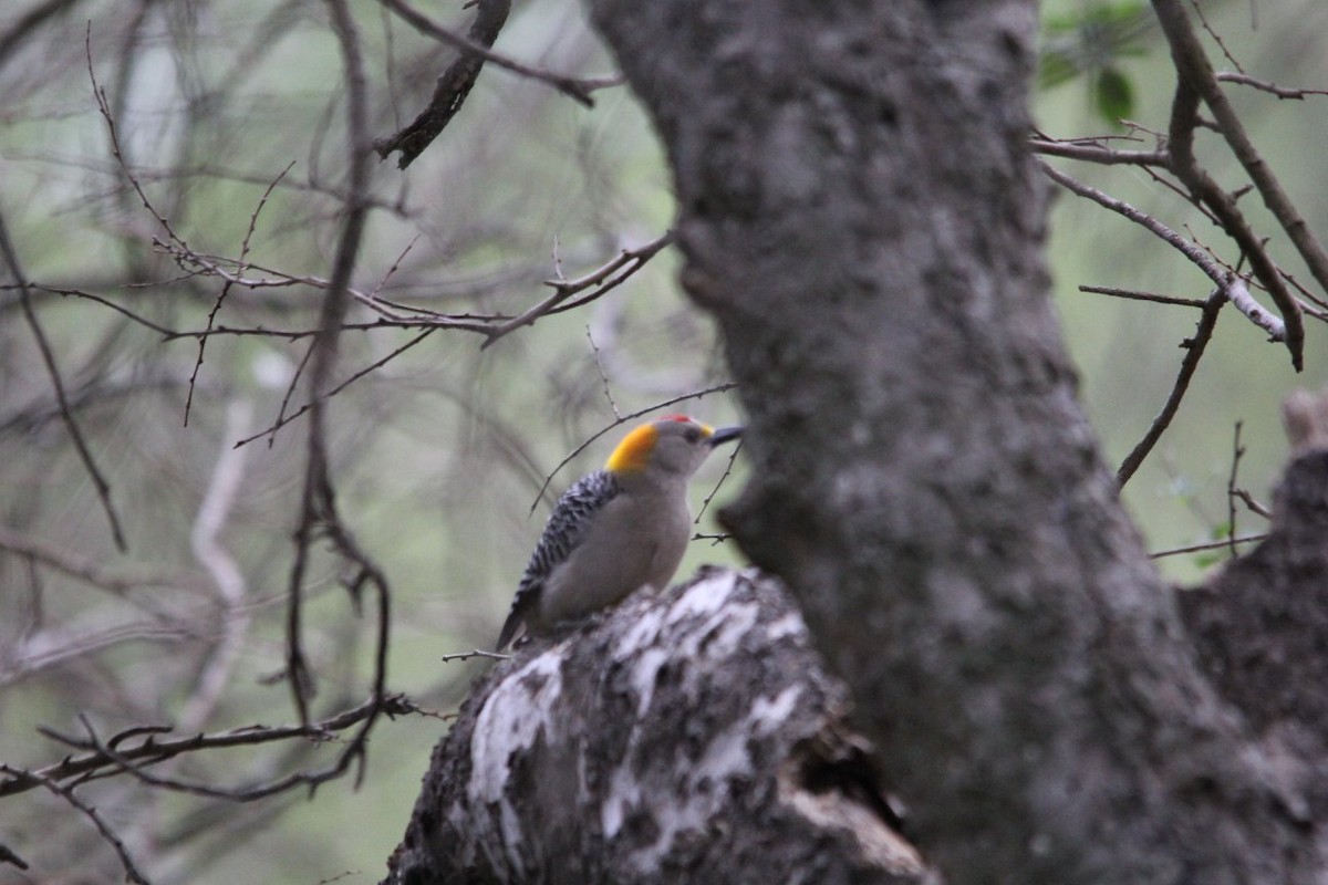 Golden-fronted Woodpecker - ML624928093