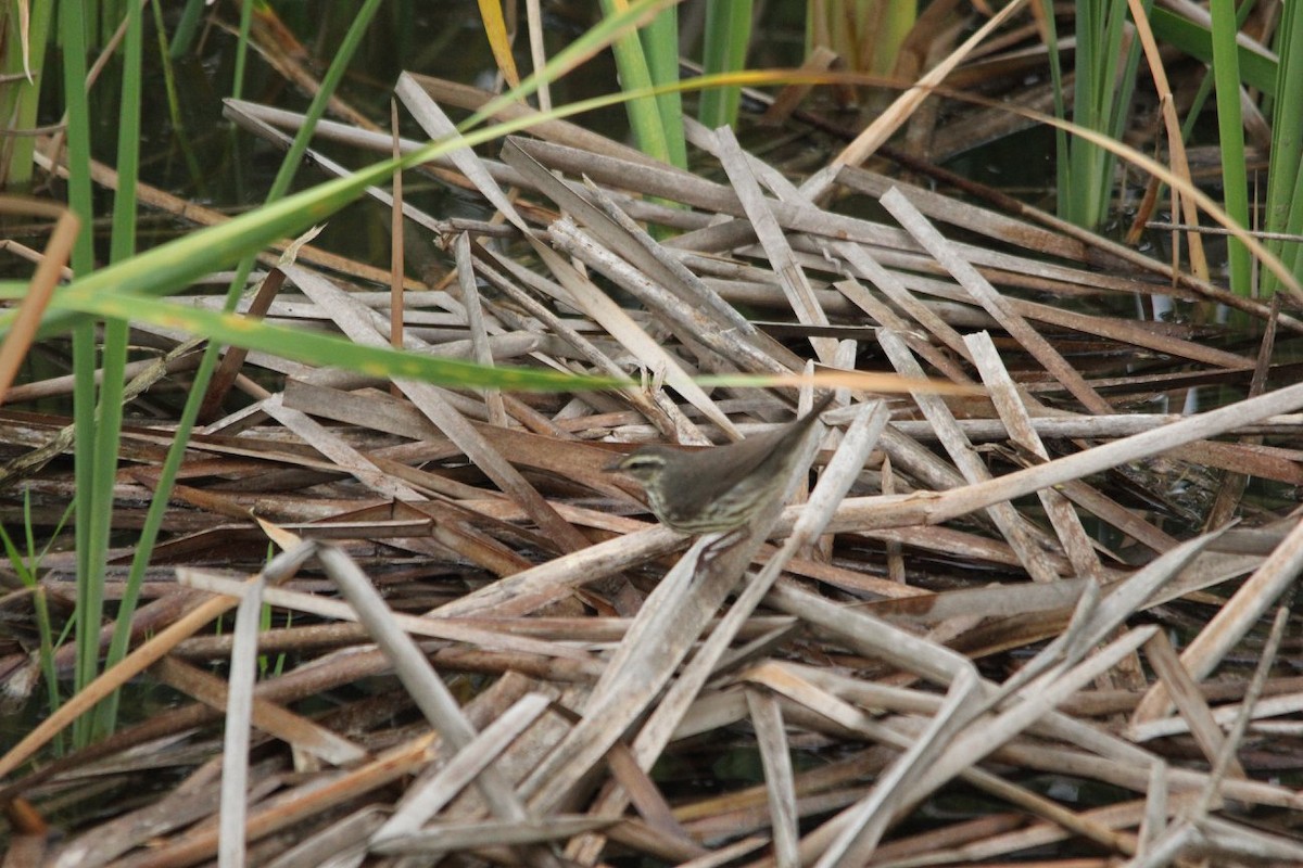 Northern Waterthrush - Christopher McVoy