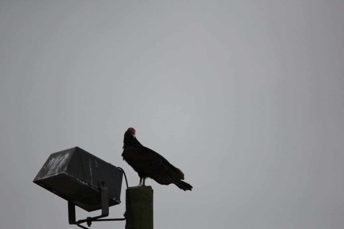 Turkey Vulture - ML624928105