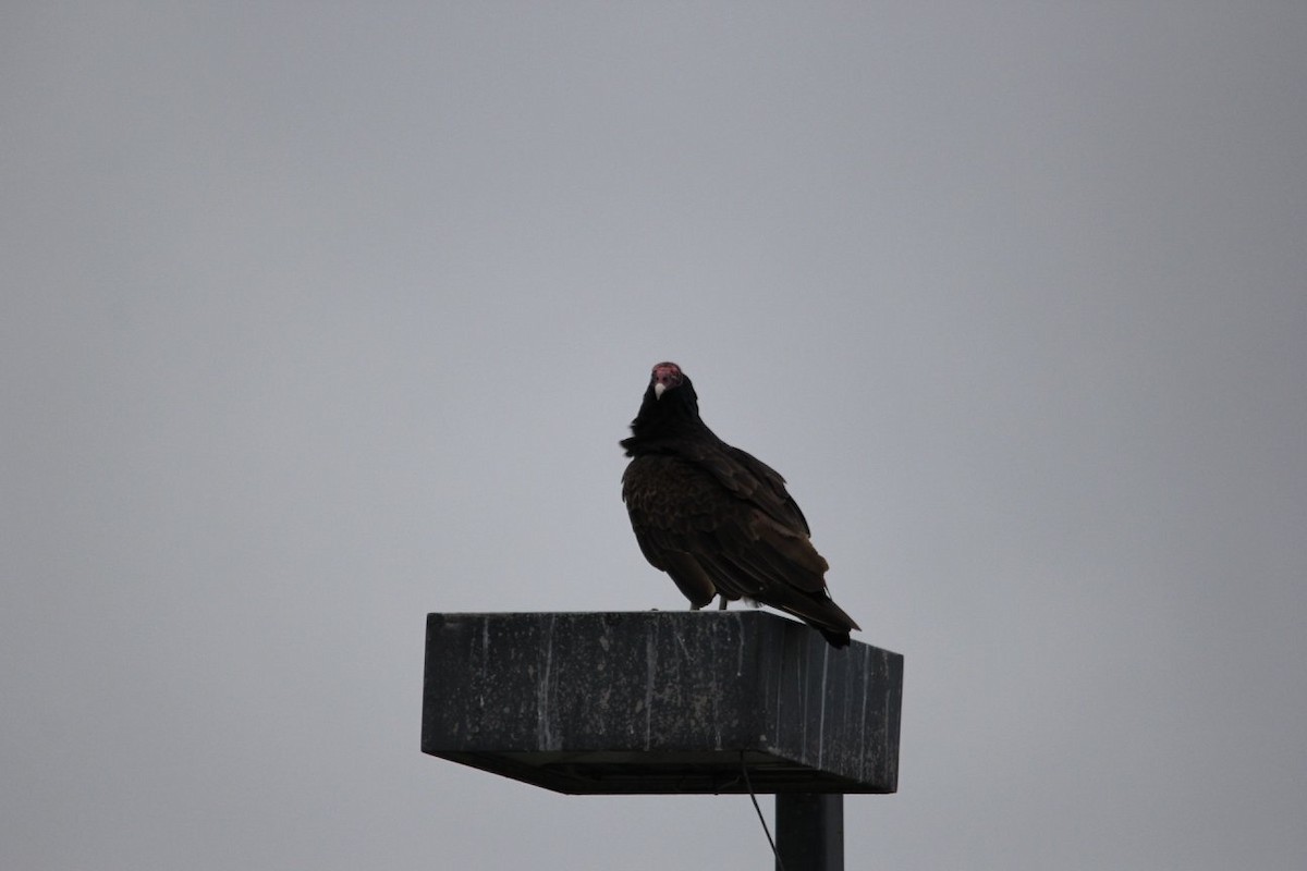 Turkey Vulture - ML624928106