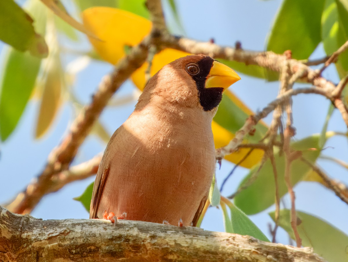 Masked Finch (Masked) - Imogen Warren