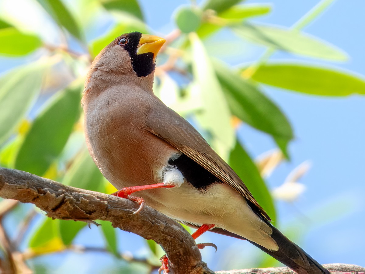 Masked Finch (Masked) - ML624928154