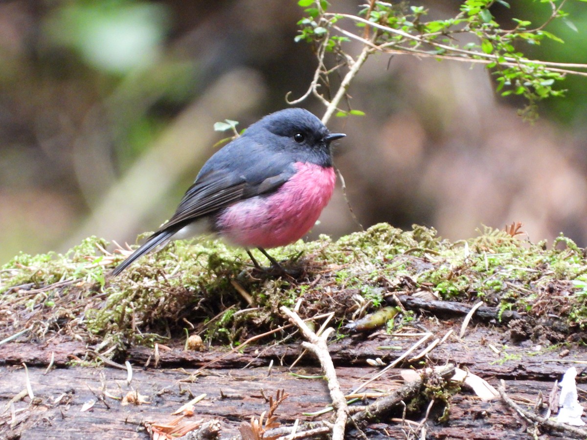 Pink Robin - ML624928294