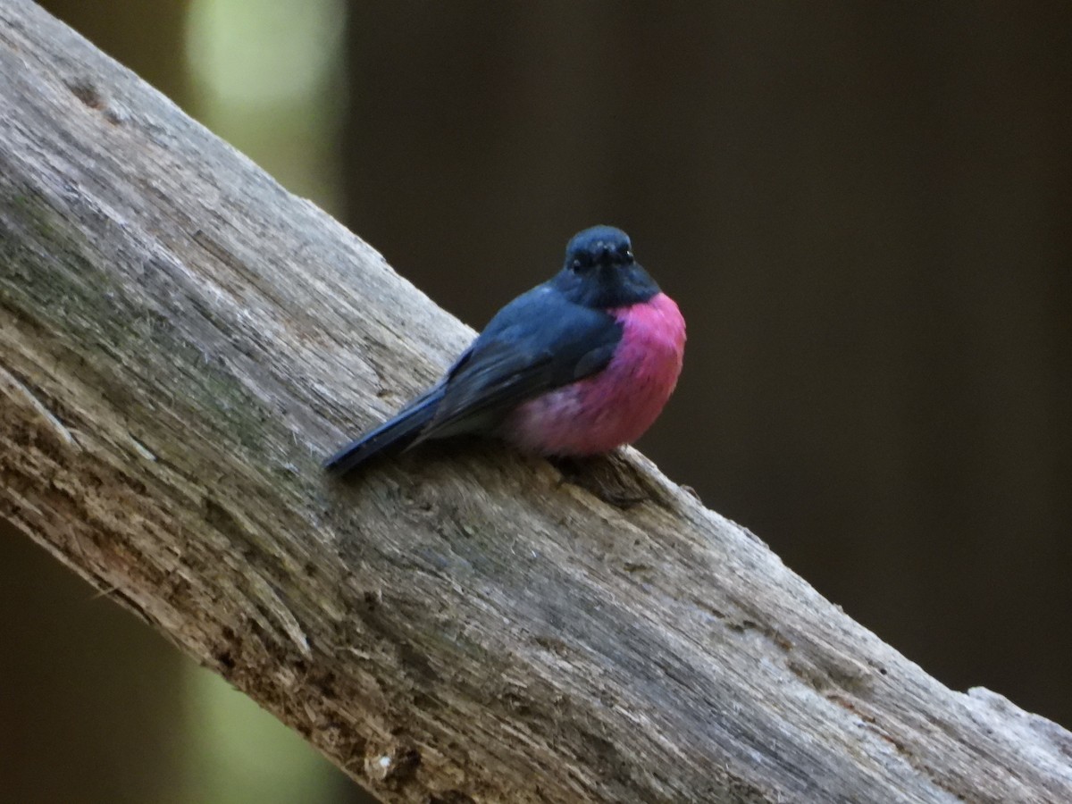 Pink Robin - ML624928358