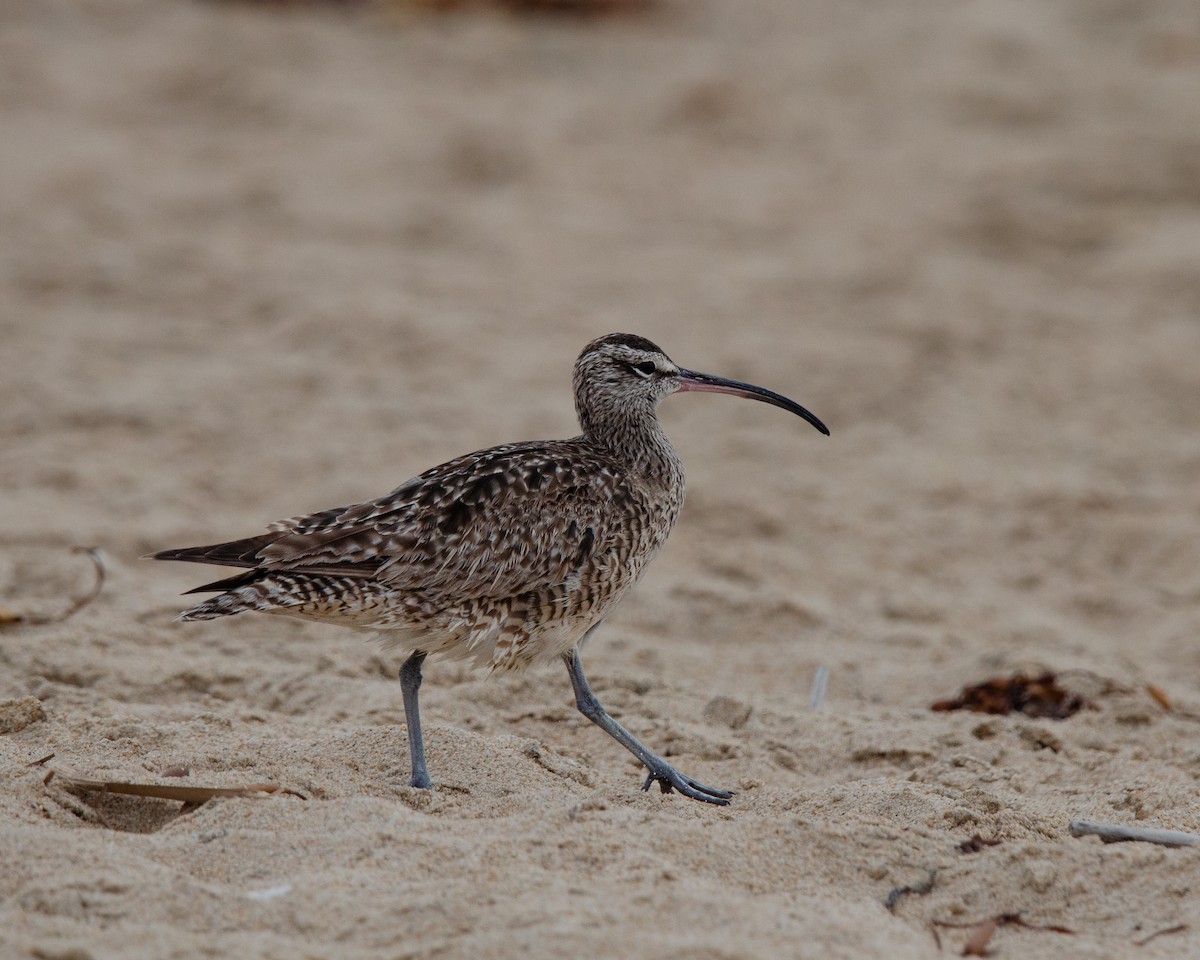 Whimbrel - ML624928416