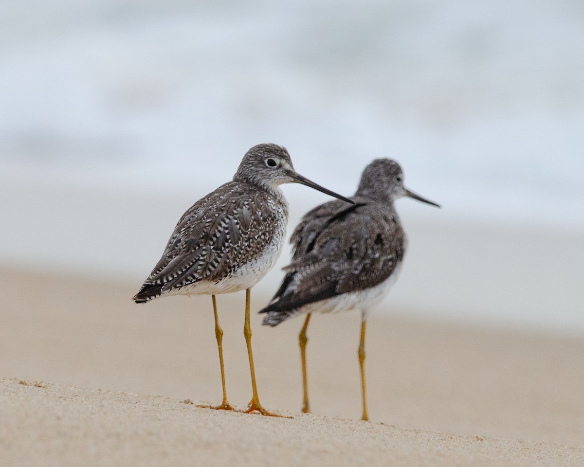 Greater Yellowlegs - ML624928421