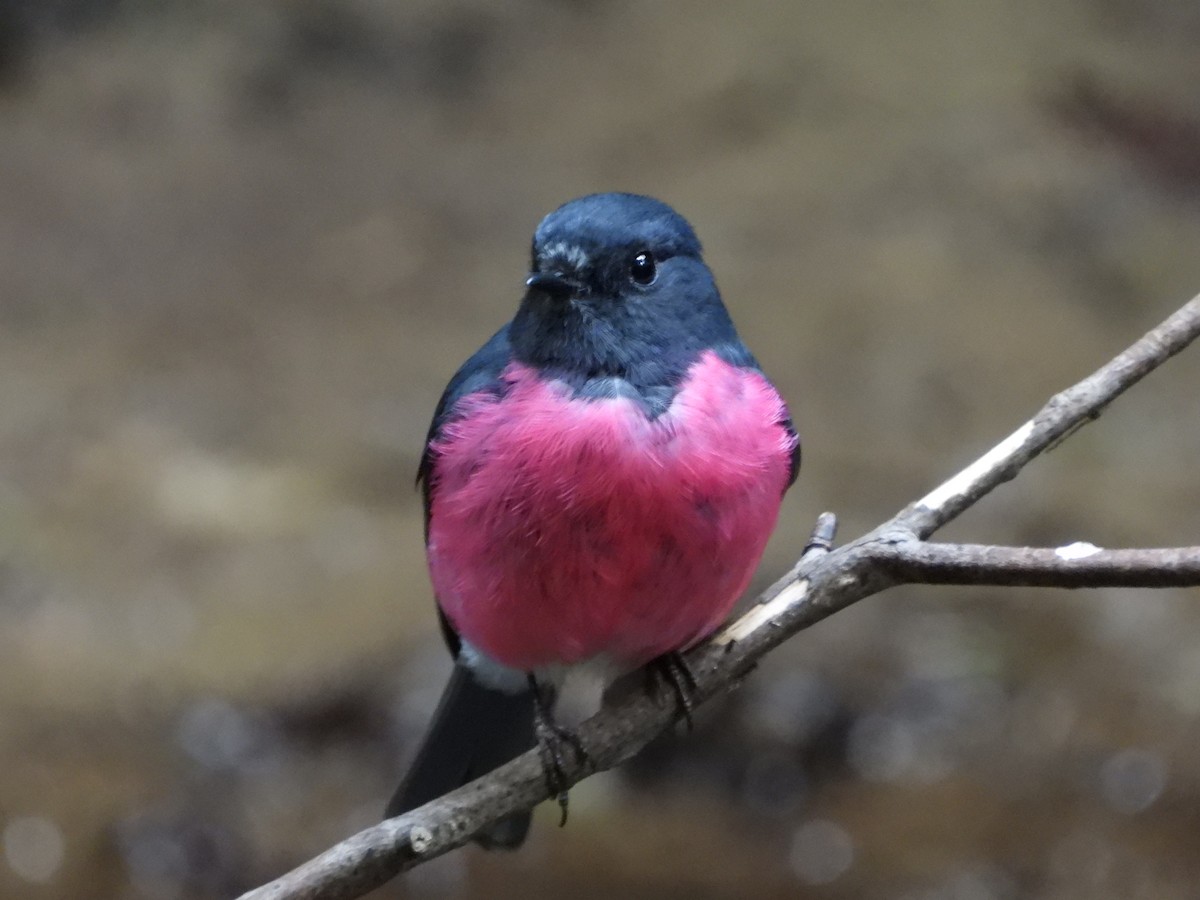 Pink Robin - ML624928427